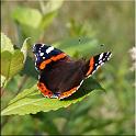 2009_schmetterlinge 0015